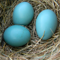 TV Color Tape® customizable matte robin egg (Tiffany) blue vinyl wrap for sony lg samsung frame bezel 65 55 50 43 42 32